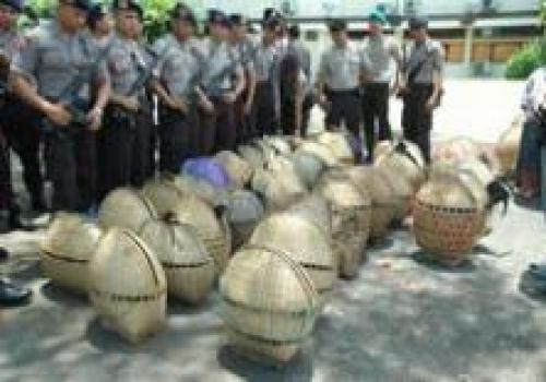 Penangkapan Judi Tajen di Polres Bangli Polda Bali 